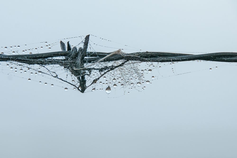 Barb Wire And The Spider Photography Art | Sonoma Fine Photography