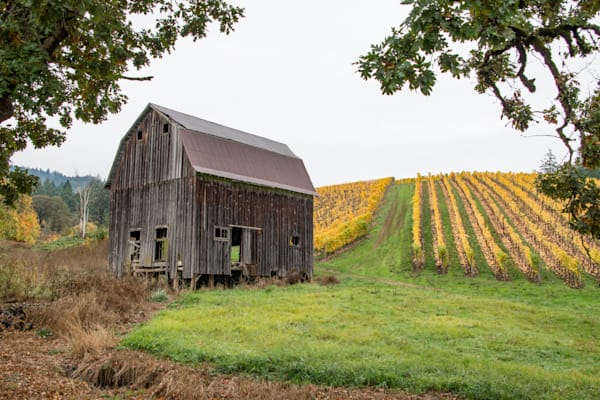 Barn In Vineyard Photography Art | Sonoma Fine Photography