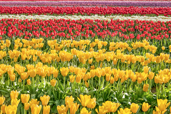Bands Of Tulips Photography Art | Sonoma Fine Photography