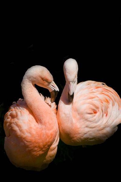 Bonding Flamingos Photography Art | Sonoma Fine Photography