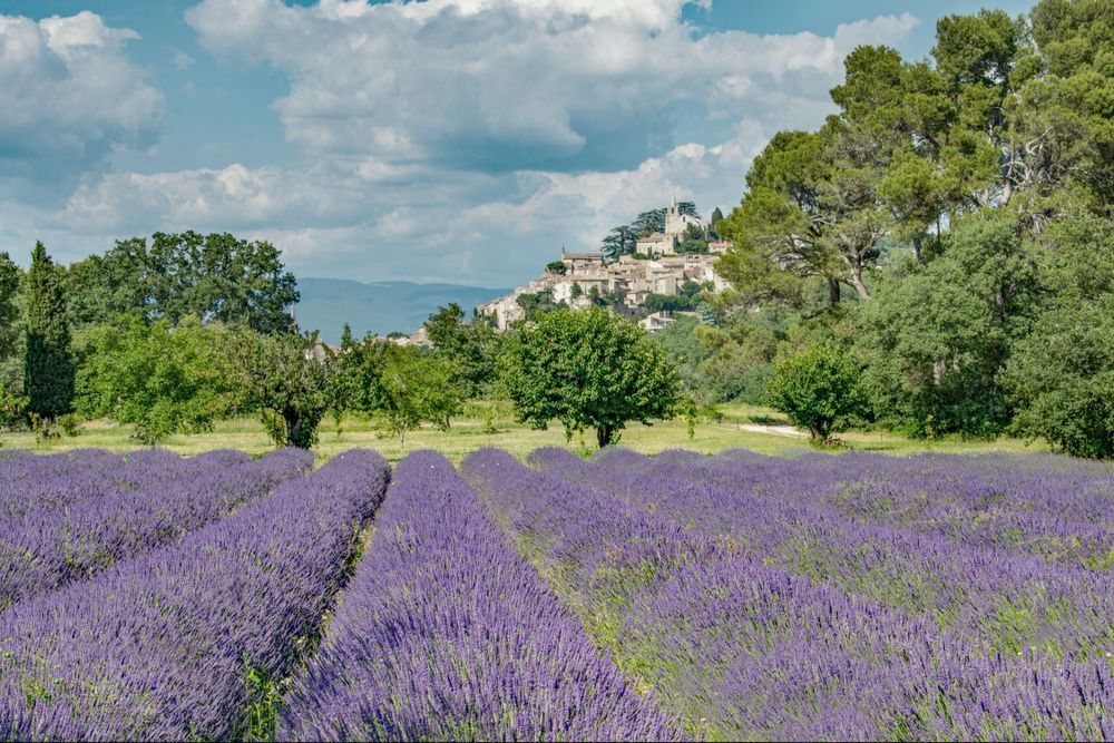 Bonnieux Lavender Photography Art | Sonoma Fine Photography