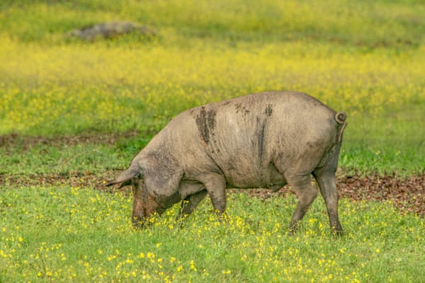 The Boar Of Evora Photography Art | Sonoma Fine Photography