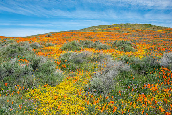 Blooming Poppies Photography Art | Sonoma Fine Photography