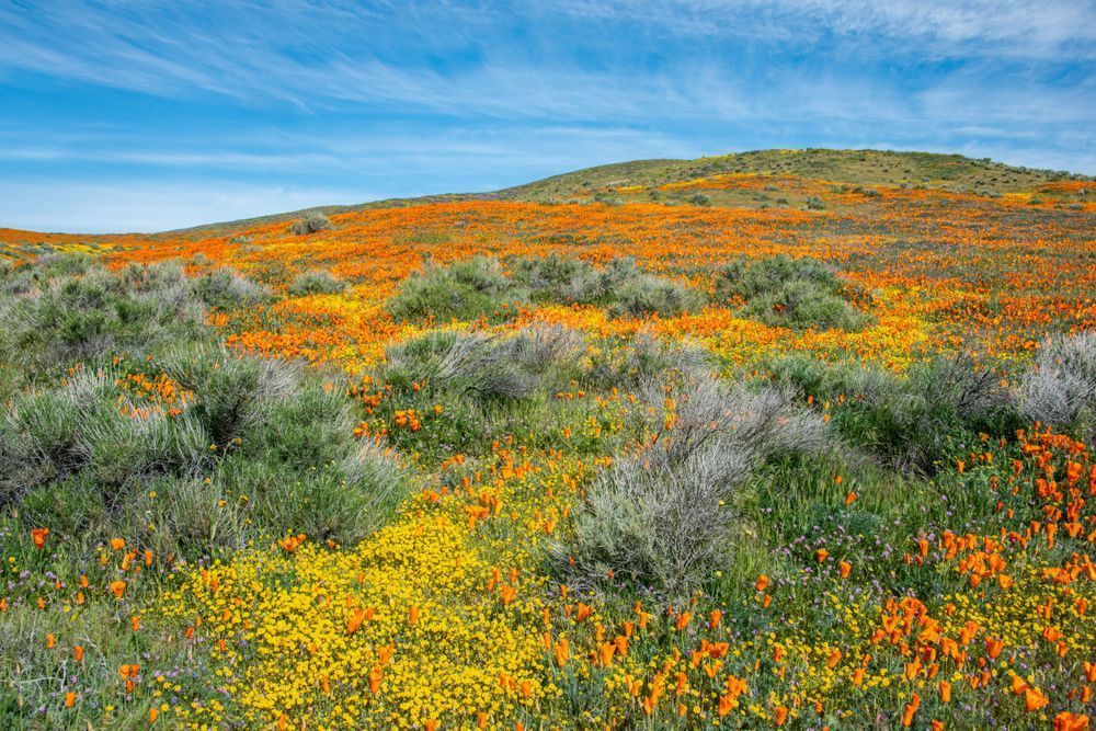Blooming Poppies Photography Art | Sonoma Fine Photography