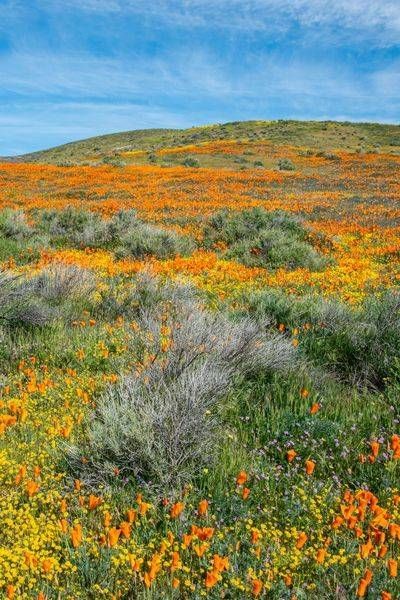 Blooming Poppies Horizontal Photography Art | Sonoma Fine Photography