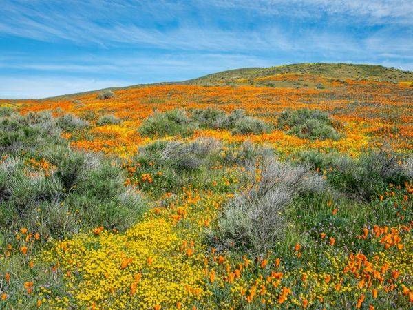 Blooming Poppies Photography Art | Sonoma Fine Photography