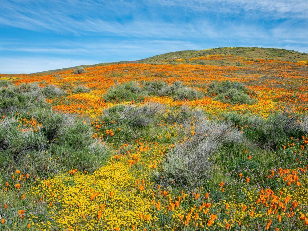 Blooming Poppies Photography Art | Sonoma Fine Photography