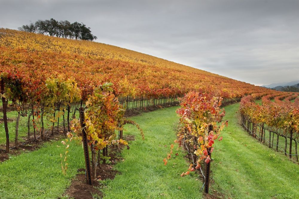 Curved Splendor Photography Art | Sonoma Fine Photography