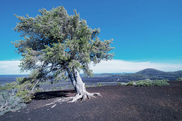 Cypress Sentinel Photography Art | Sonoma Fine Photography
