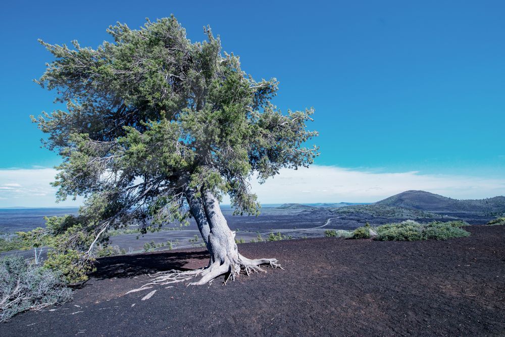 Cypress Sentinel Photography Art | Sonoma Fine Photography
