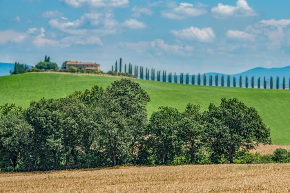 Cypress Sentinels Photography Art | Sonoma Fine Photography
