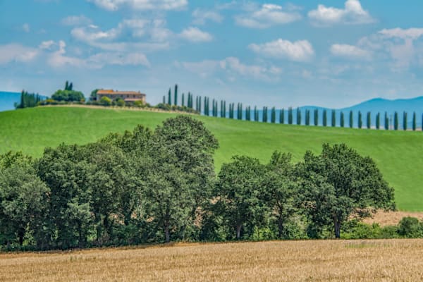 Cypress Sentinels Photography Art | Sonoma Fine Photography