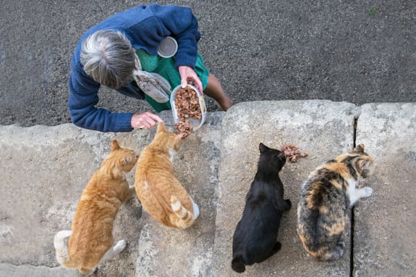 Cats Of Provence Photography Art | Sonoma Fine Photography