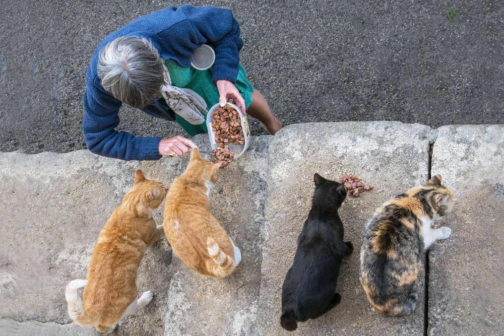 Cats Of Provence Photography Art | Sonoma Fine Photography