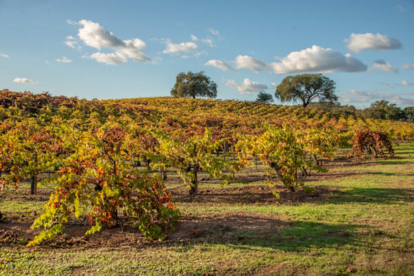 Autumn Vines Photography Art | Sonoma Fine Photography
