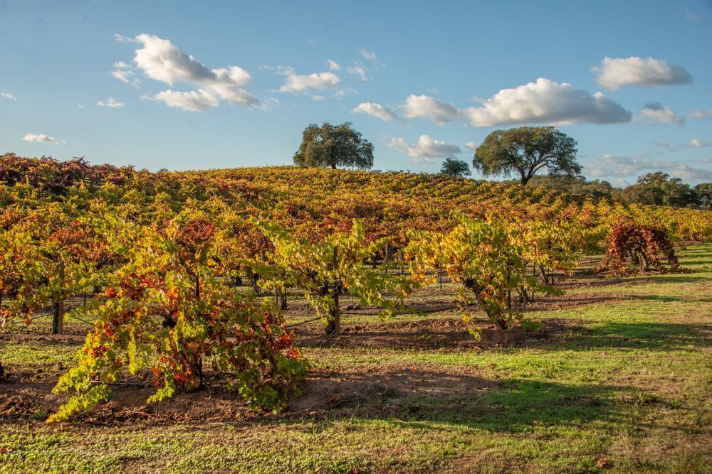 Autumn Vines Photography Art | Sonoma Fine Photography