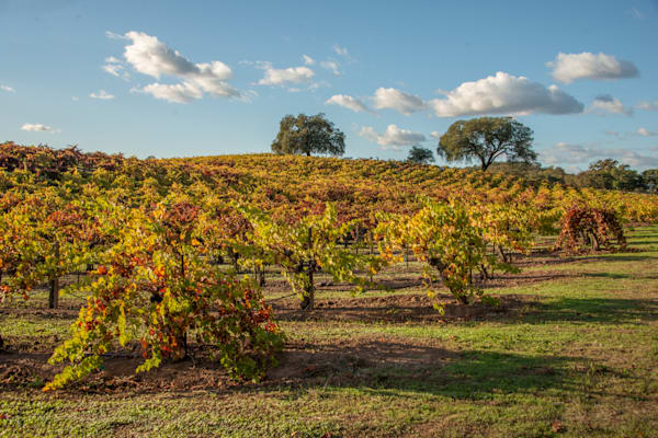 Turning Vineyard Leaves Photography Art | Sonoma Fine Photography