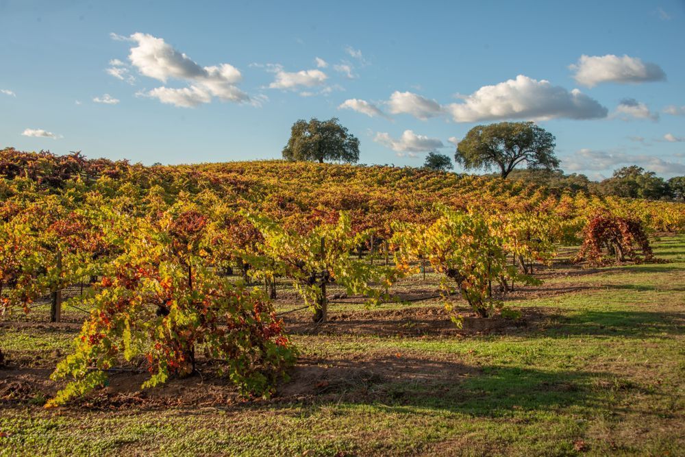 Turning Vineyard Leaves Photography Art | Sonoma Fine Photography
