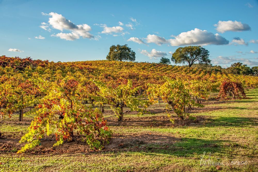 Cohn 1c Photography Art | Sonoma Fine Photography