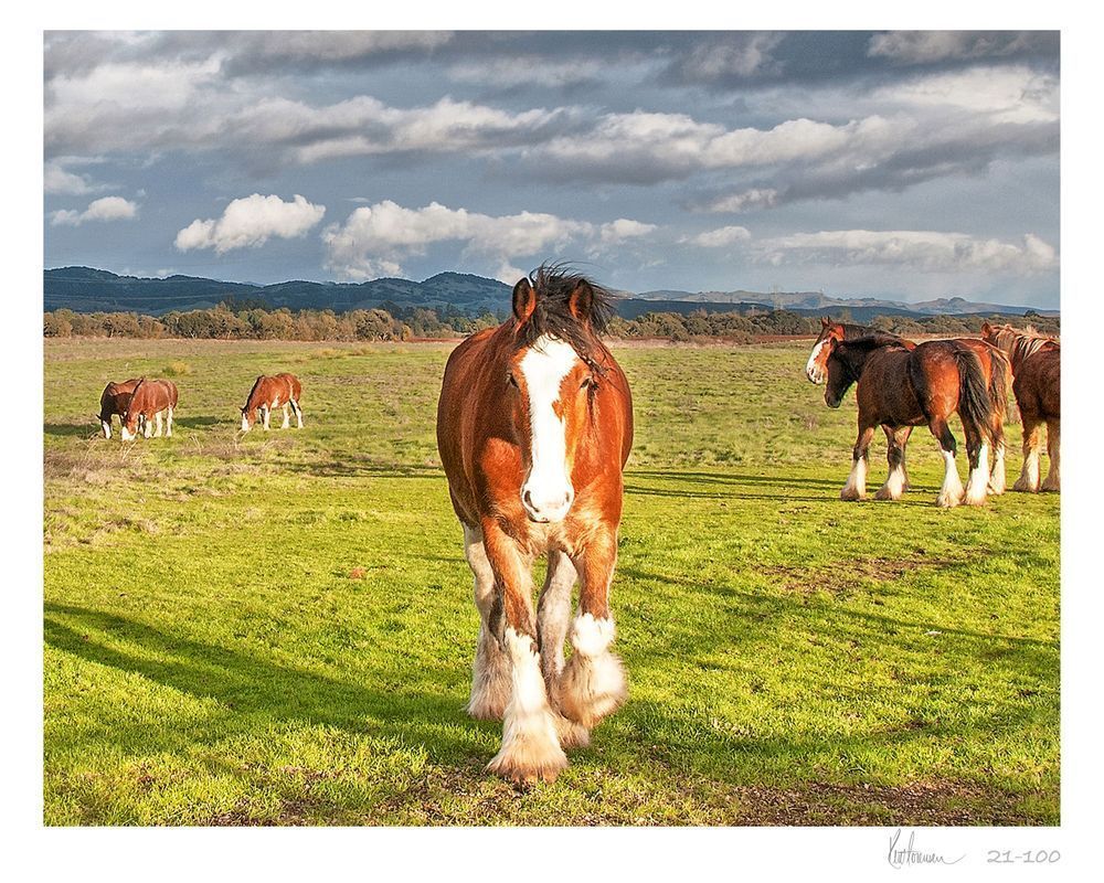 Clydesdales 8 X10 21 100 Sig Photography Art | Sonoma Fine Photography
