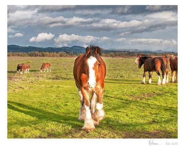 Clydesdales 24 X36 21 100 Sig Photography Art | Sonoma Fine Photography