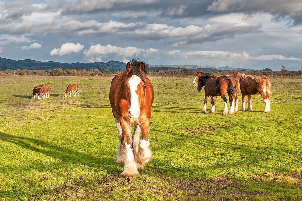 Clydesdales Of Sonoma Photography Art | Sonoma Fine Photography