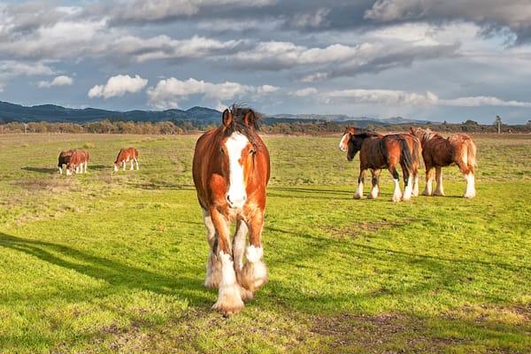 Clydesdales Of Sonoma Photography Art | Sonoma Fine Photography