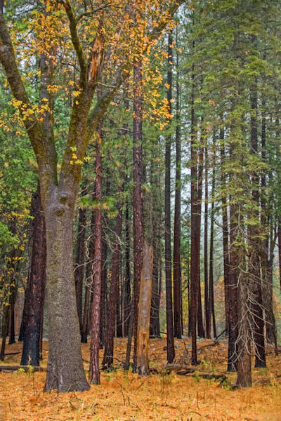 Autumn Forest Photography Art | Sonoma Fine Photography
