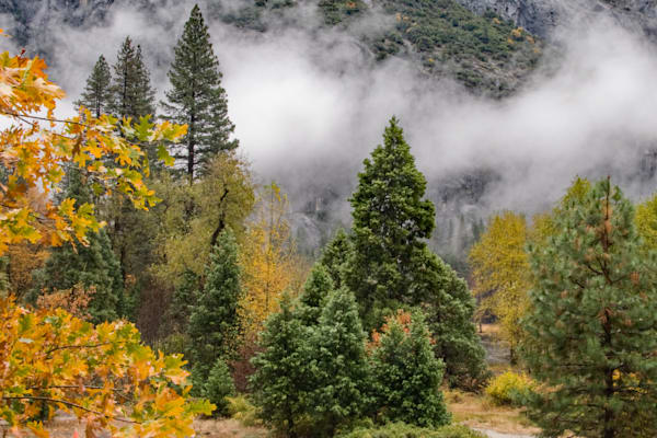 Autumn Woodlands Photography Art | Sonoma Fine Photography
