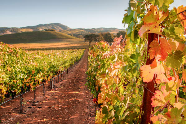 Whispers Of Fall Photography Art | Sonoma Fine Photography
