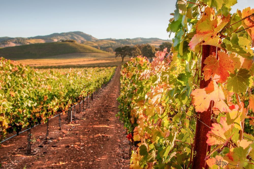 Whispers Of Fall Photography Art | Sonoma Fine Photography