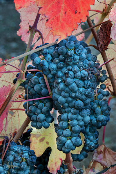Autumn Zin 2of100 31017 Photography Art | Sonoma Fine Photography