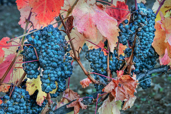 Autumn Zinfandels