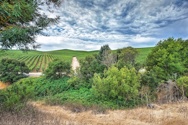 Grapes Of The Horizon Photography Art | Sonoma Fine Photography