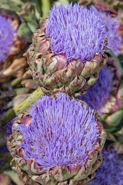 Artichokes From Provence Photography Art | Sonoma Fine Photography