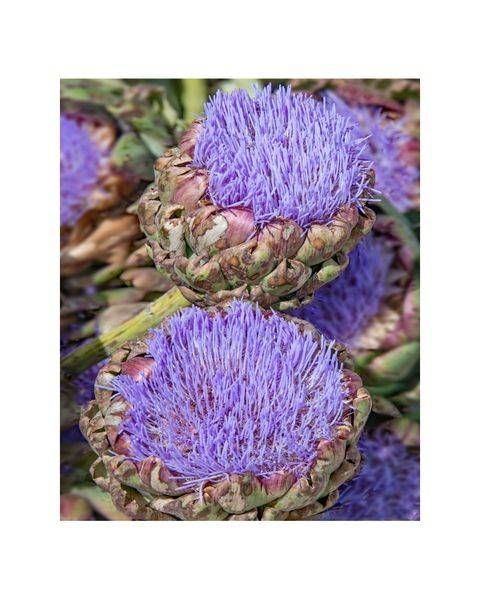 Artichoke Framed S Photography Art | Sonoma Fine Photography
