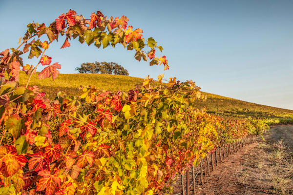 Arching Vines Photography Art | Sonoma Fine Photography