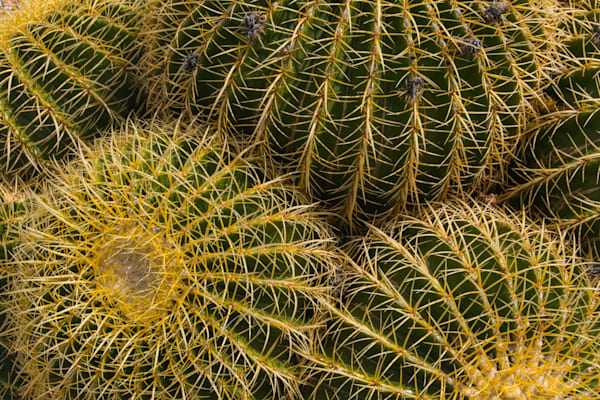 Spiral Sentinel Of The Desert Photography Art | Sonoma Fine Photography