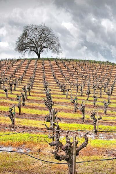 After The Storm Ii Photography Art | Sonoma Fine Photography