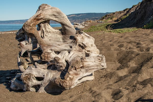 Aortic Driftwood. Photography Art | Sonoma Fine Photography