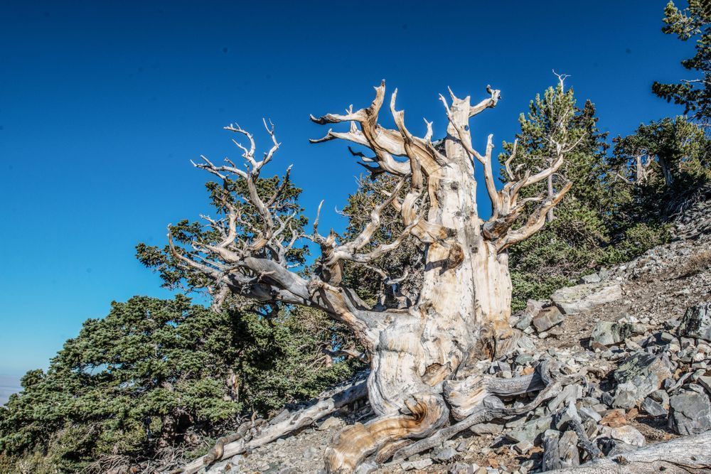 Twisted Timeliness Photography Art | Sonoma Fine Photography