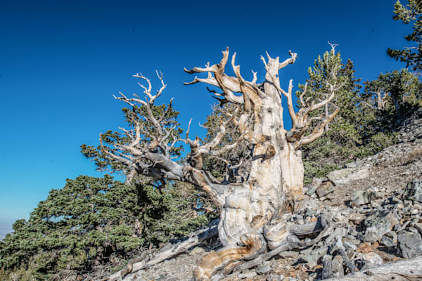 Twisted Timeliness Photography Art | Sonoma Fine Photography