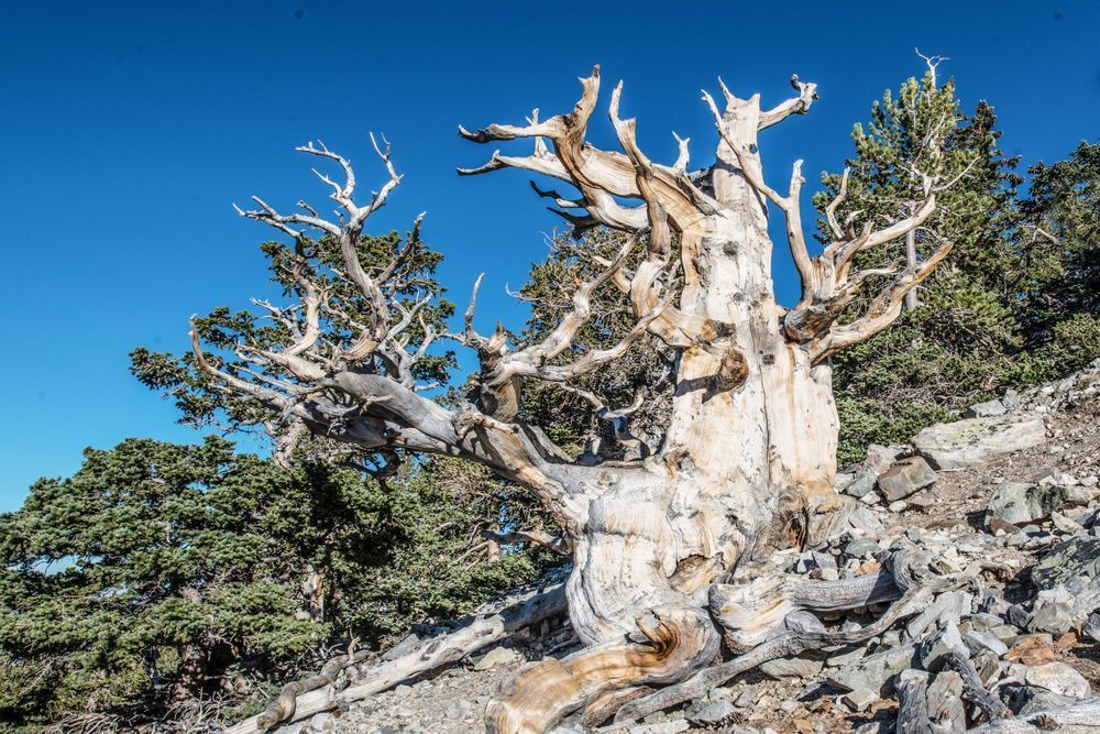 Ancient Tree Photography Art | Sonoma Fine Photography
