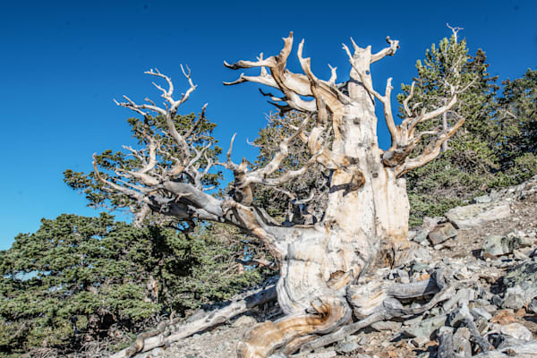 Ancient Tree Photography Art | Sonoma Fine Photography