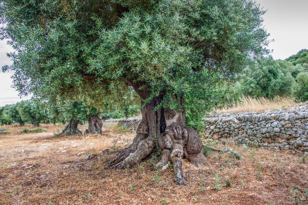 Ancient Olive Trees Photography Art | Sonoma Fine Photography