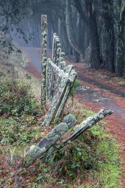 Nature's Quiet Tale Photography Art | Sonoma Fine Photography