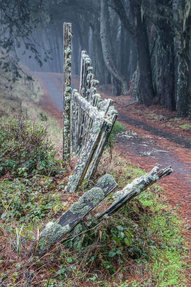 Nature's Quiet Tale Photography Art | Sonoma Fine Photography