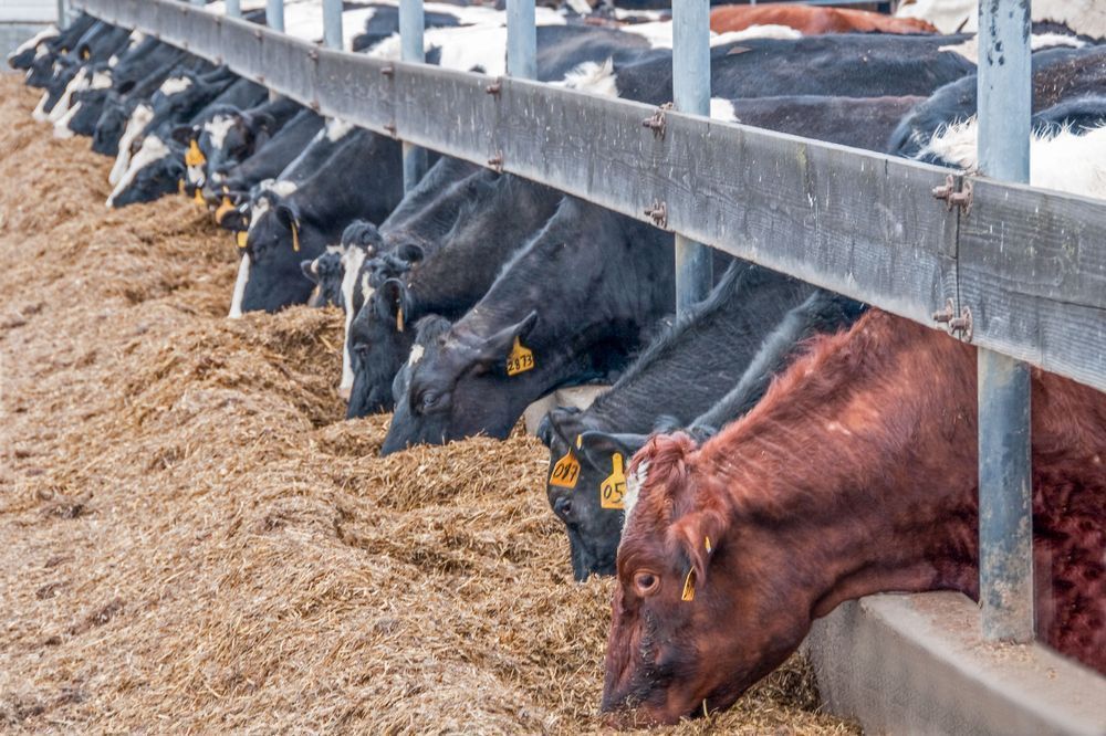 Feed Lot In Skagit Photography Art | Sonoma Fine Photography