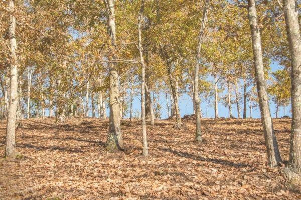 Winter Grove Photography Art | Sonoma Fine Photography