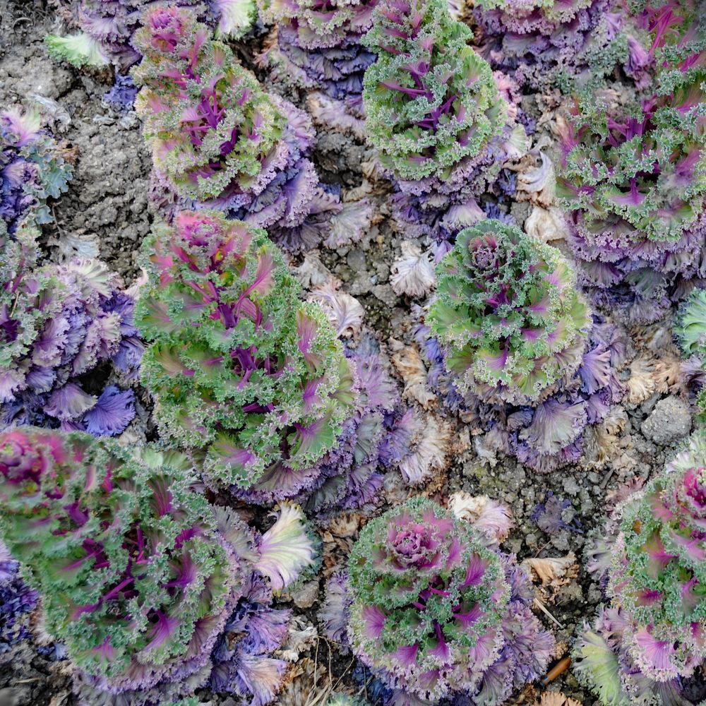 Flowering Cabbage Photography Art | Sonoma Fine Photography